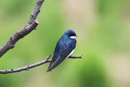Photo of a Tree Swallow