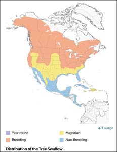 Tree Swallow range map
