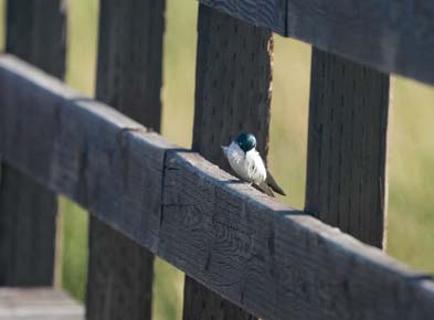 Photo of a Tree Swallow