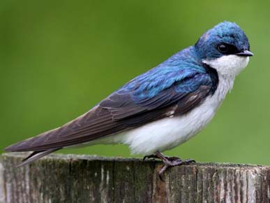 Photo of a Tree Swallow