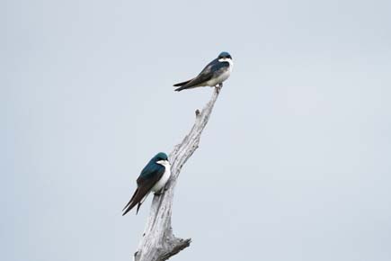 Photo of a Tree Swallow