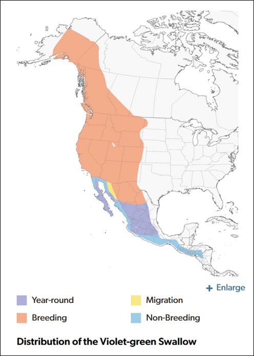 Range map of Violet-green Swallow in Alaska