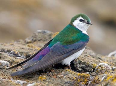 Photo of male VGSW by Darren Clark / Macaulay Library