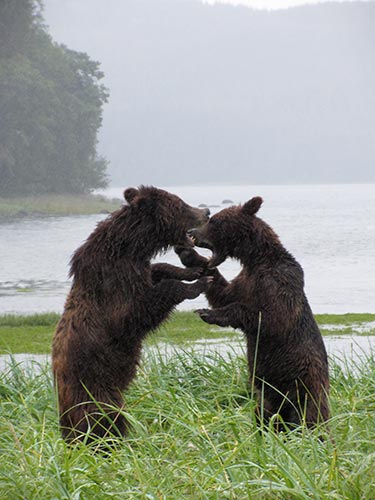 Two cubs at play